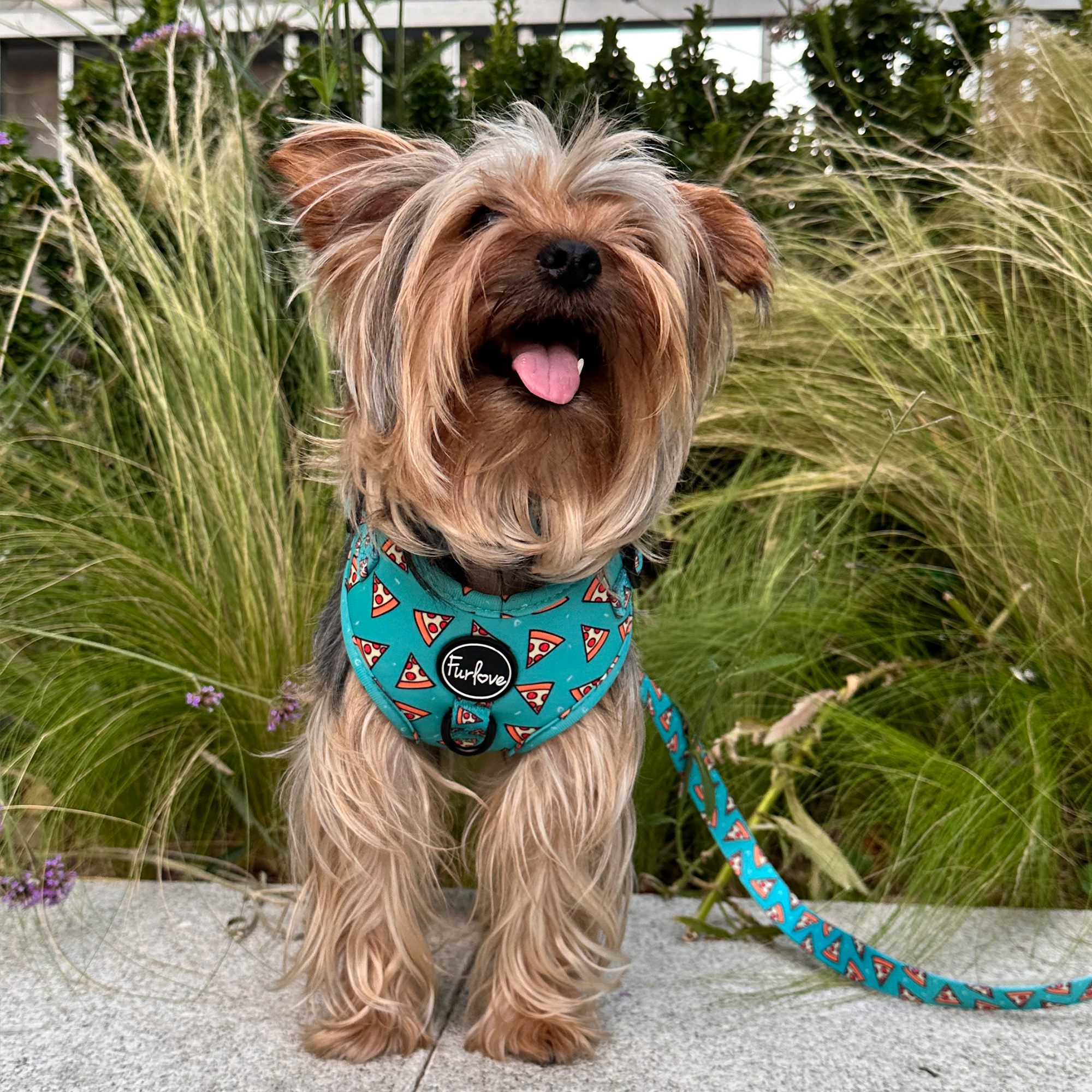 Arnés Antitirones - Pizza Deli 🍕