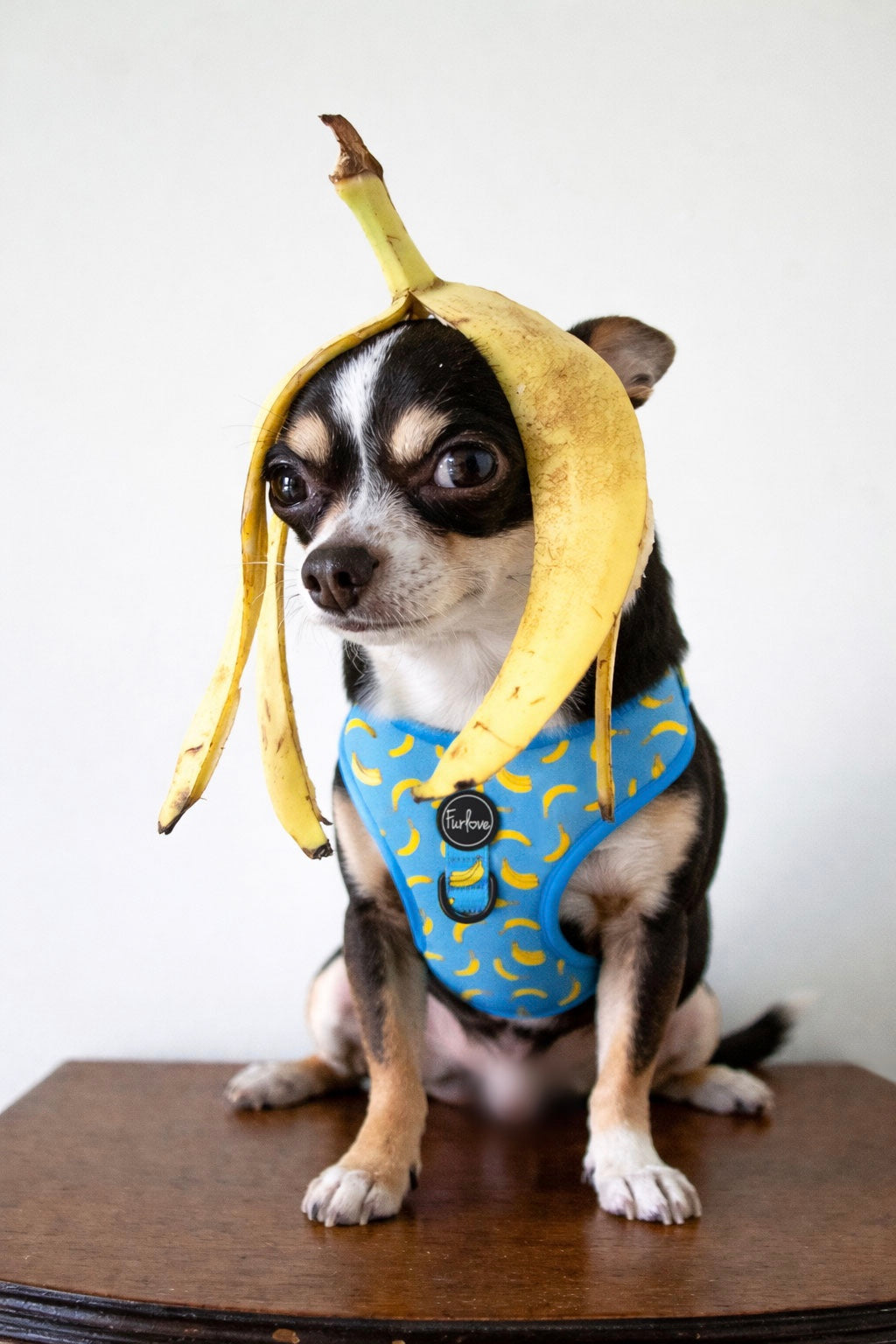 PERRITO con arnés body Furlove banana vibes
