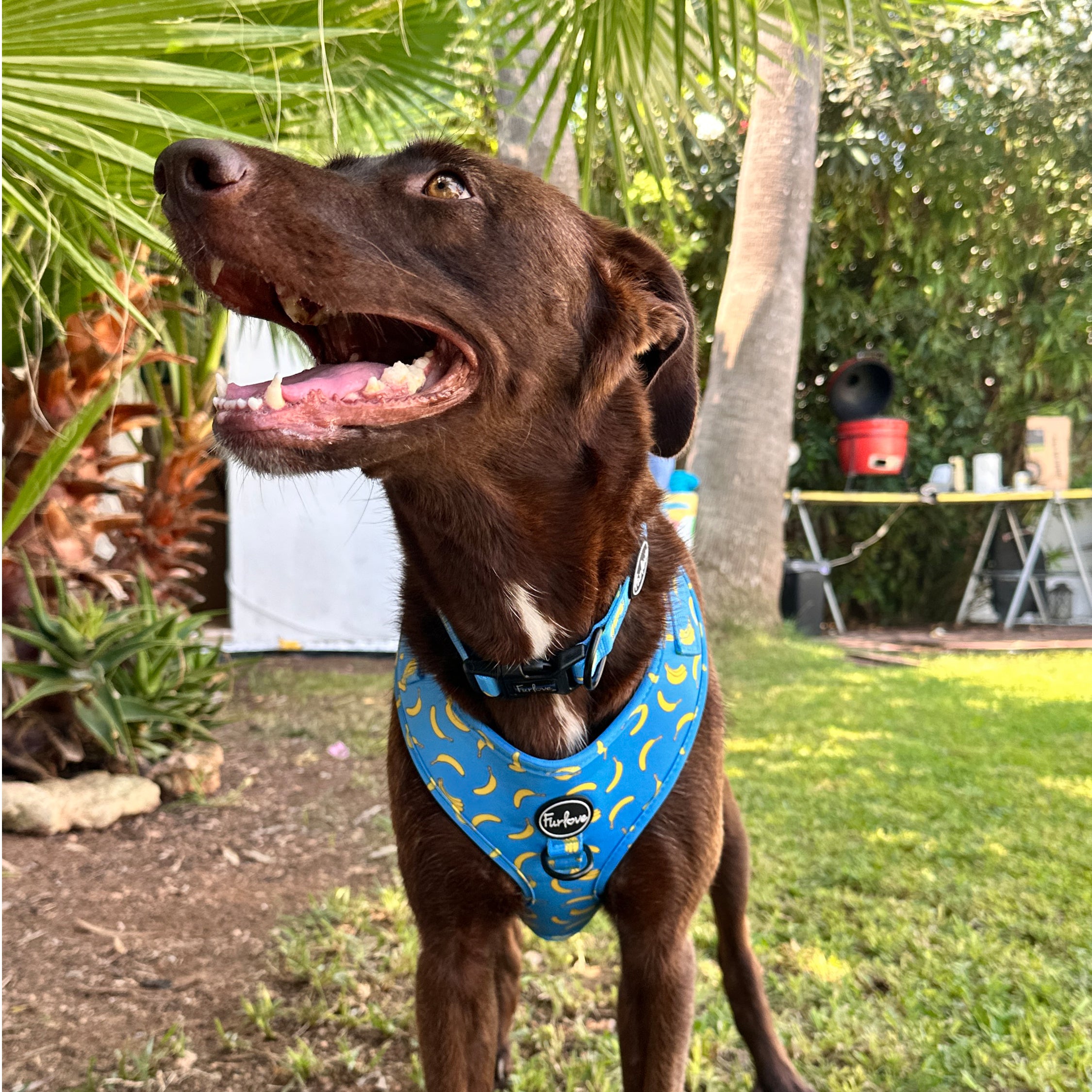 Arnés Antitirones - Banana Vibes 🍌