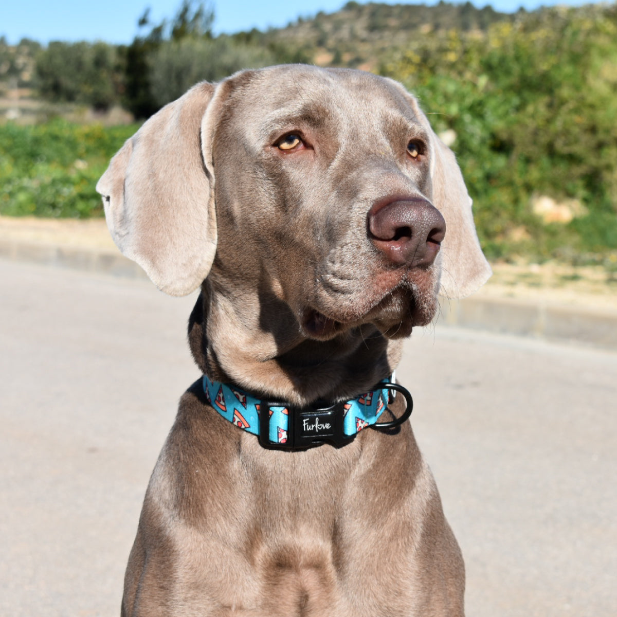 Collar Pizza Deli 🍕