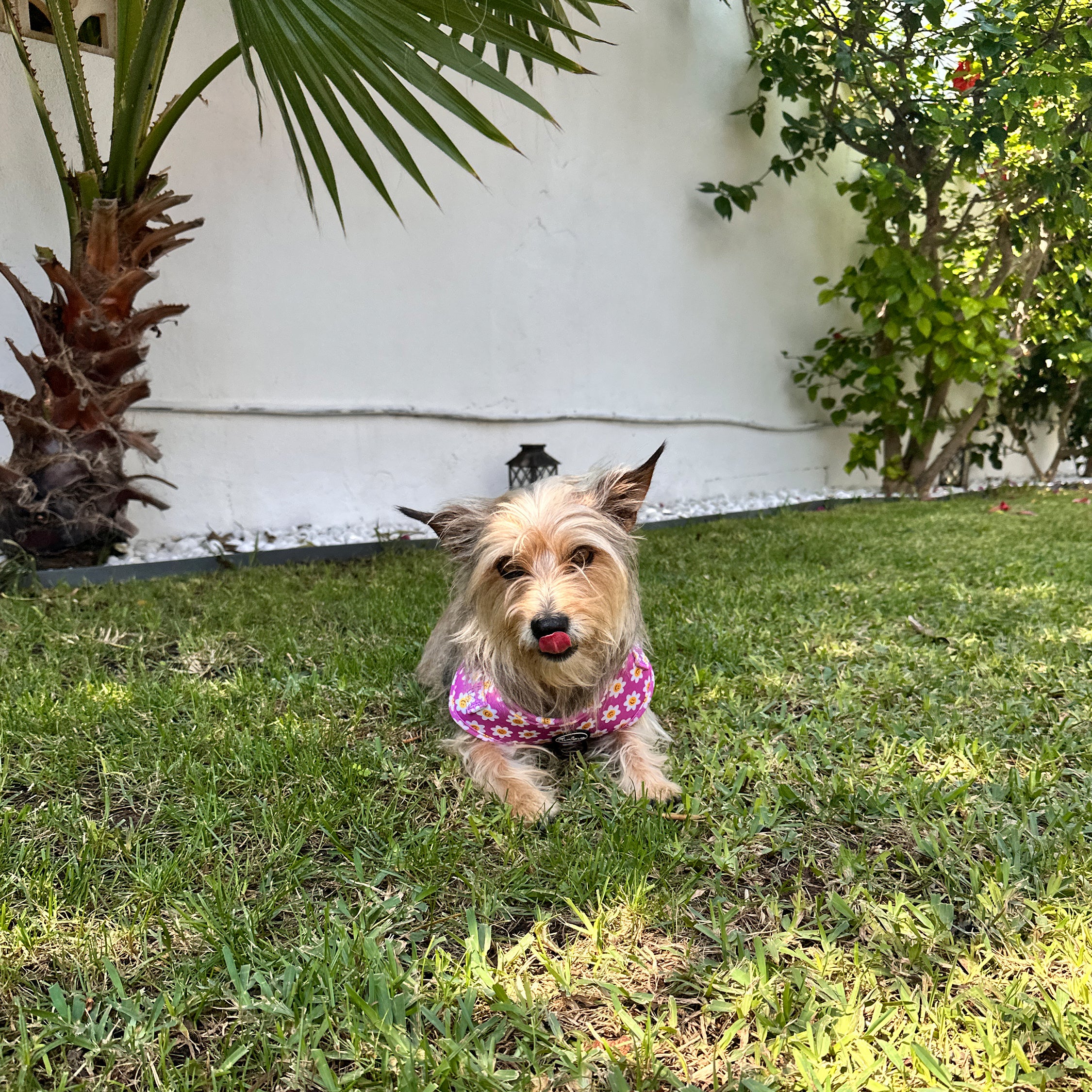Collar Happy Face 🙂