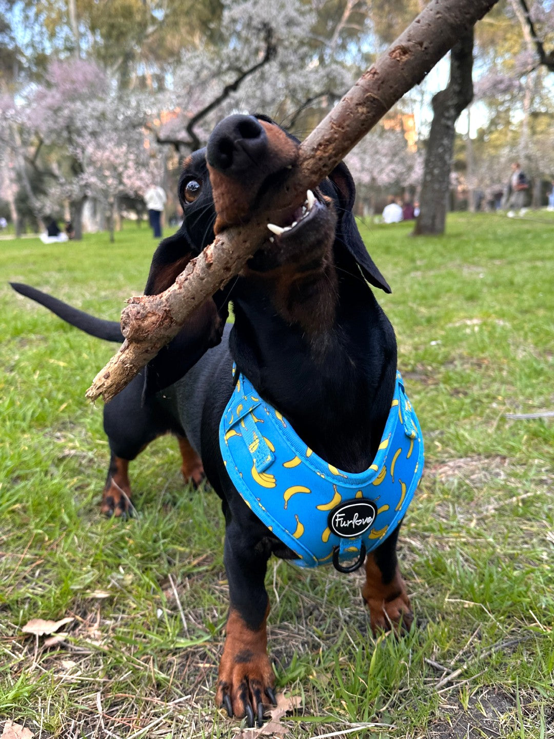 Arnés Antitirones - Banana Vibes 🍌