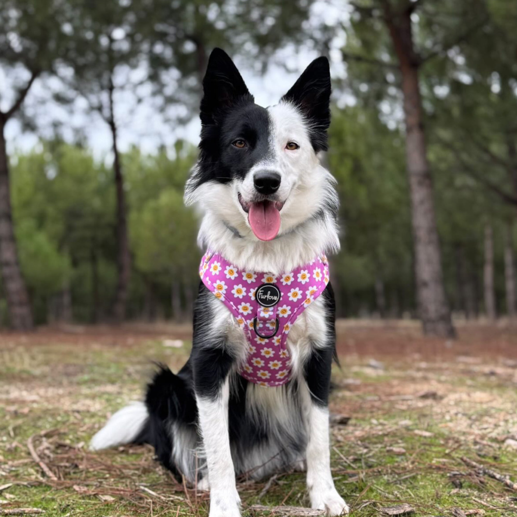 perro con arnés happy face