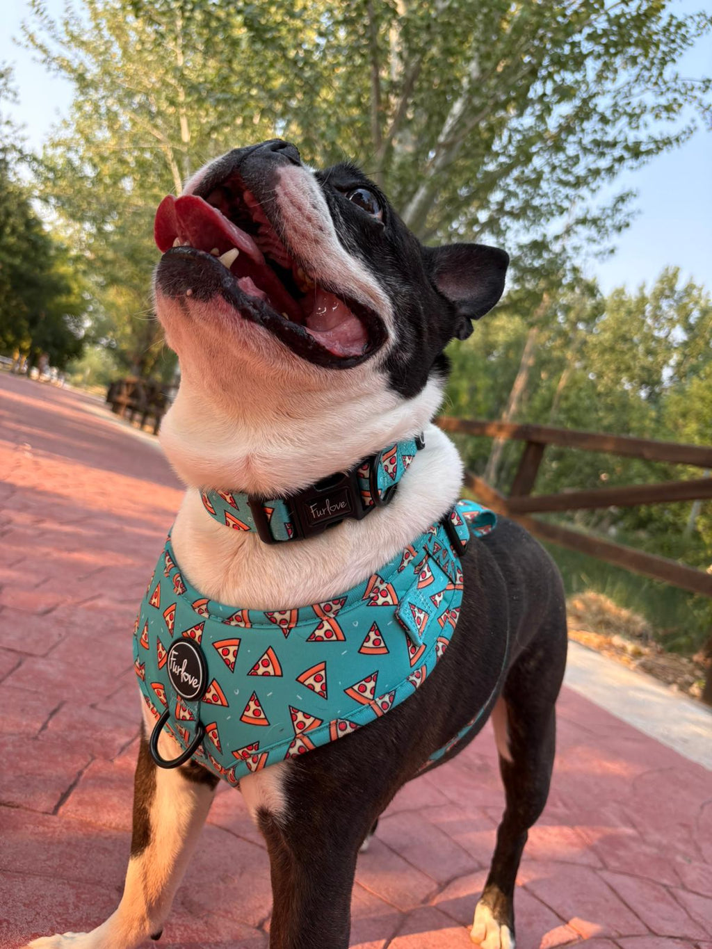 perro con arnes pizza deli