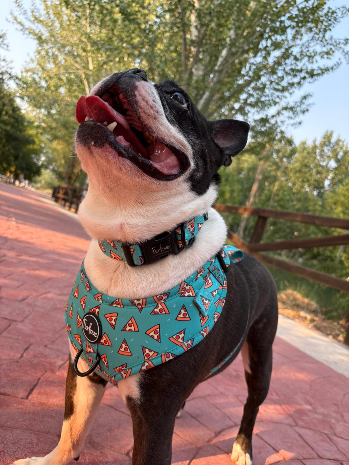 perro con arnes pizza deli