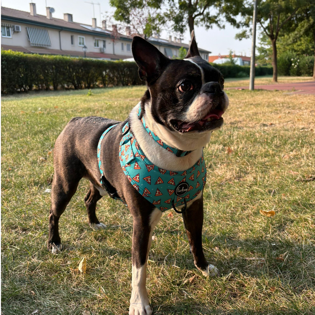 perro con arnes pizza deli