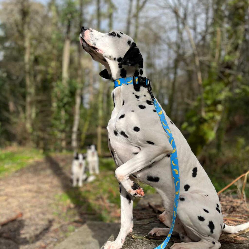 Collar Banana Vibes 🍌