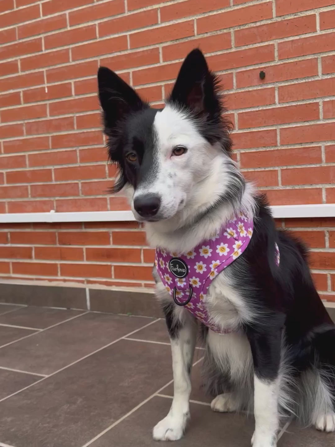 perro arnés happy face