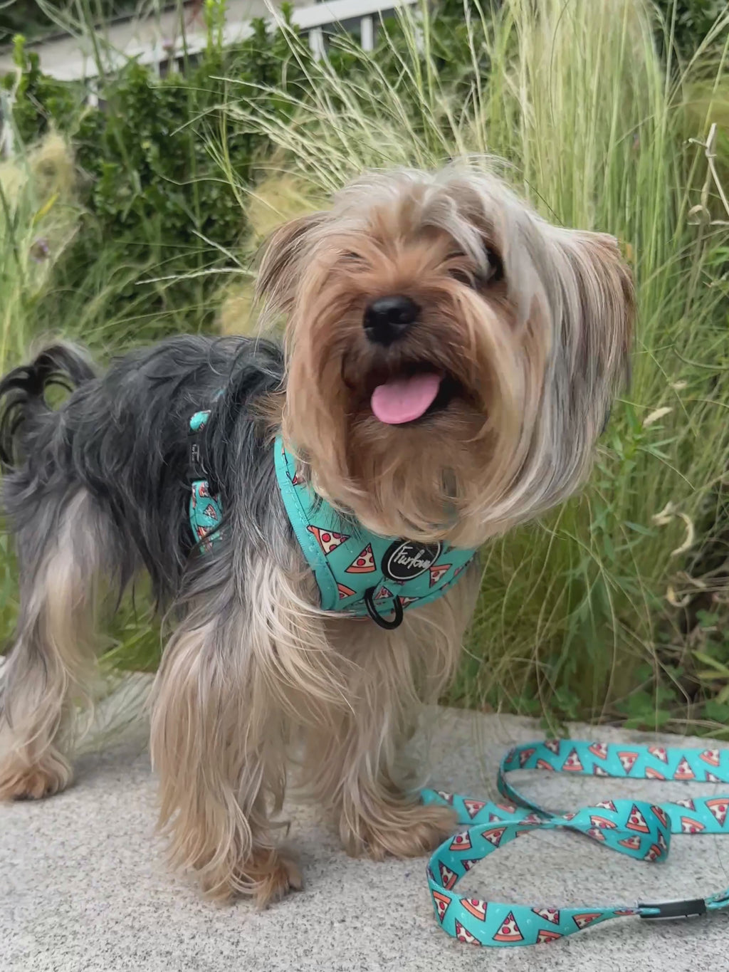 perro con arnes pizza deli